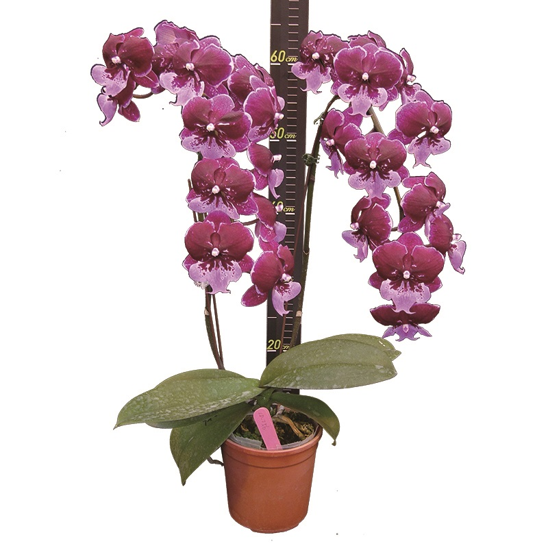 Phal. Chia Shing Hot Kiss