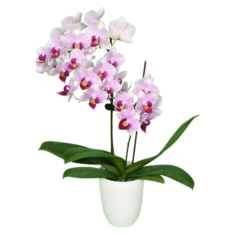 Phal. Younghome Winnie