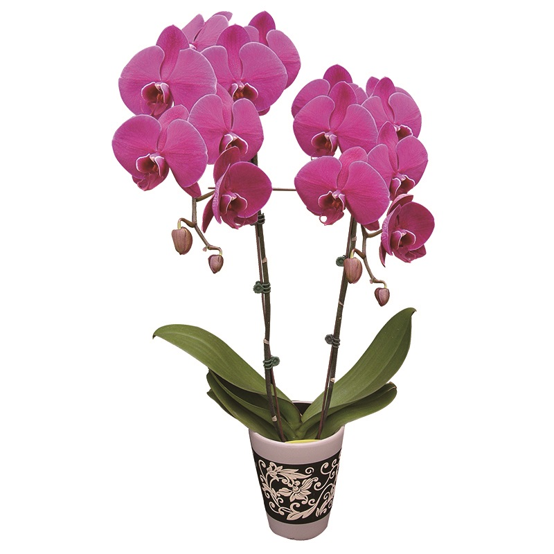 Phal. Lianher Super Red (2E199)