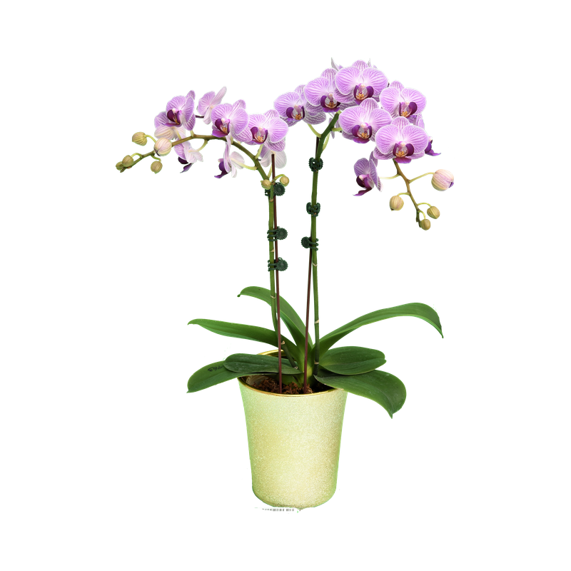 Phal. Younghome Taro Bobo