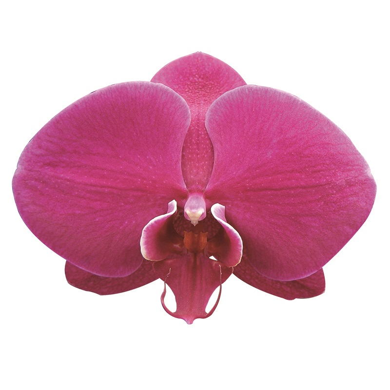 Phal. Lianher Super Red (2E199)