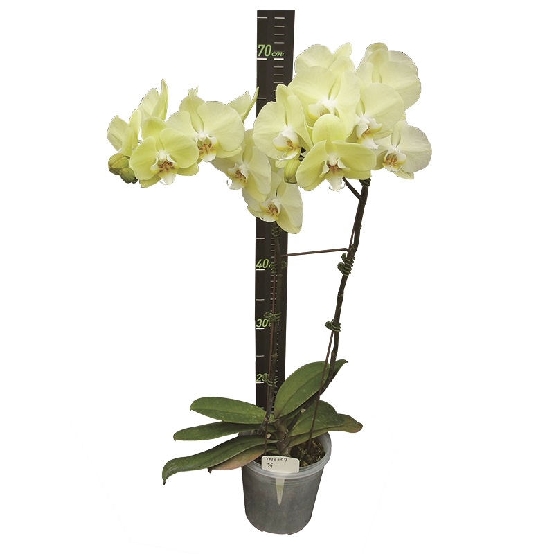 Phal. Younghome Golden
