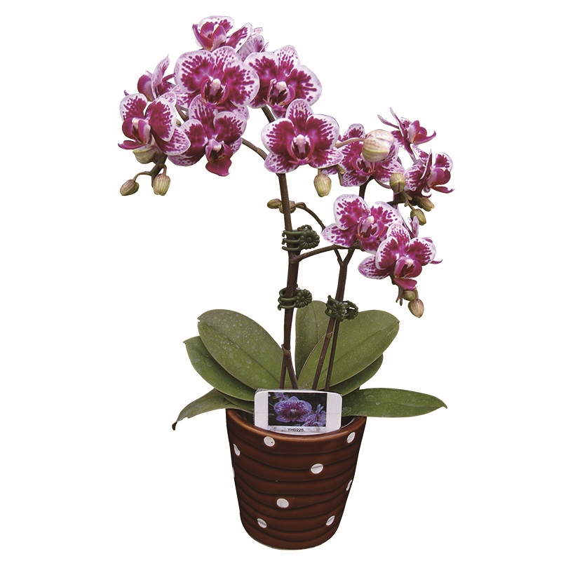 Phal. Younghome Summer