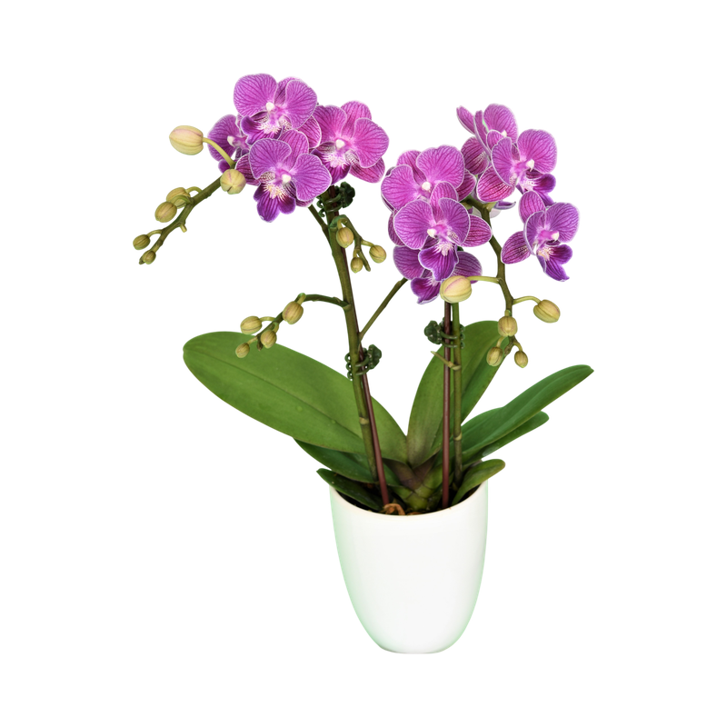 Phal. Younghome Purple Baby