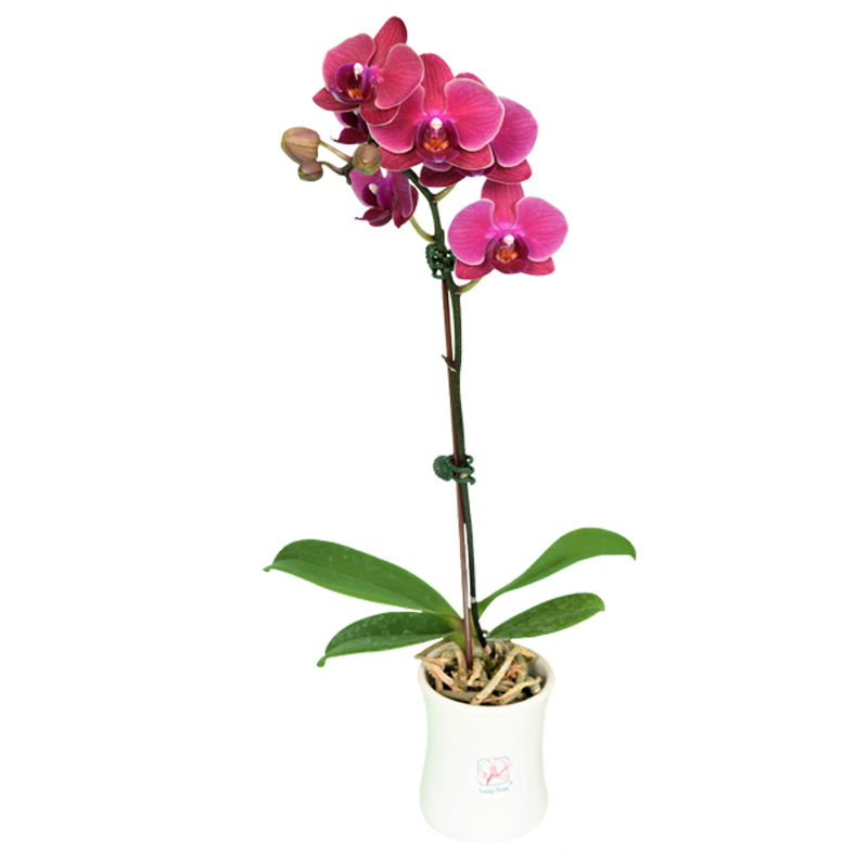 Phal. Younghome Bella
