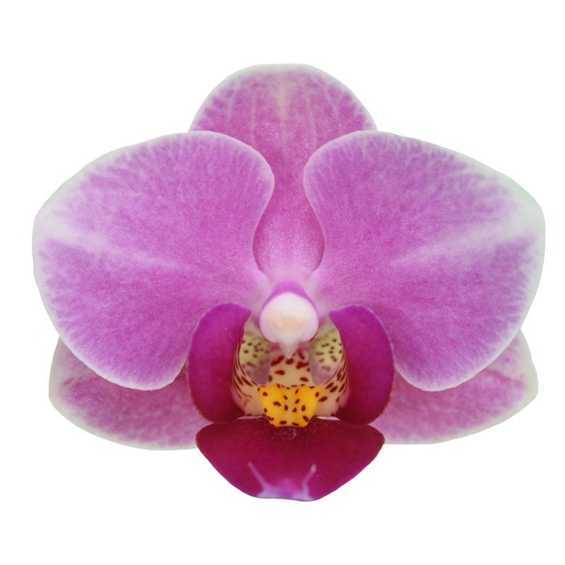 Phal. Younghome Pink Panther