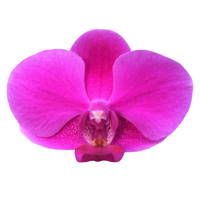 Phal. Queen Beer