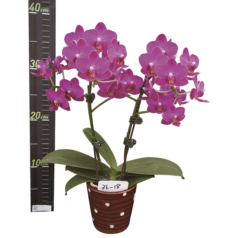 Phal. Lianher Happy Star (3E18)