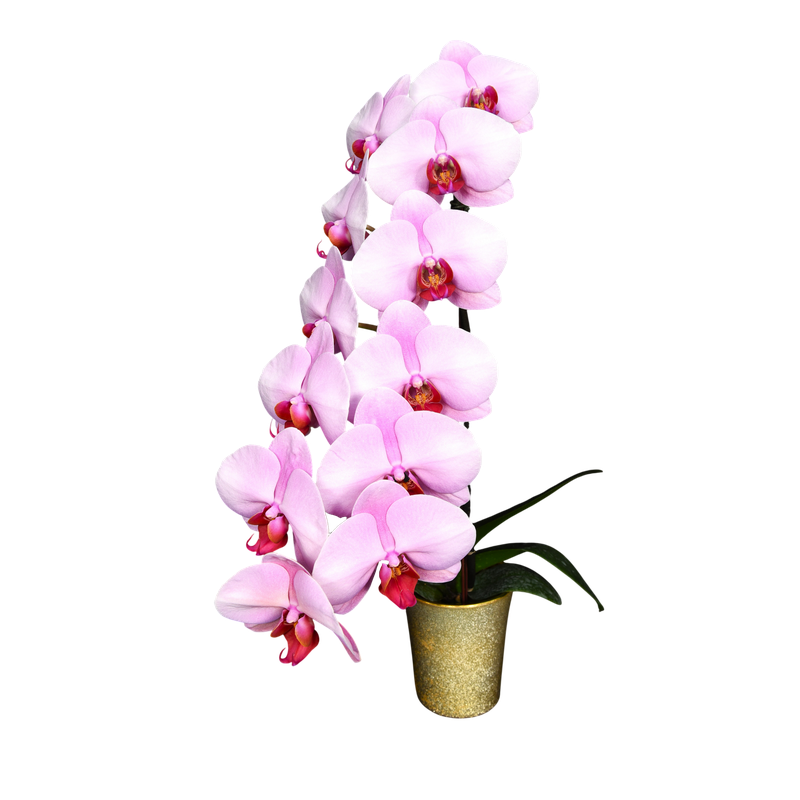 Phal. Younghome Kimono