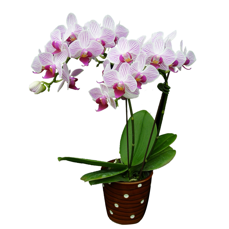 Phal. Younghome Lilien