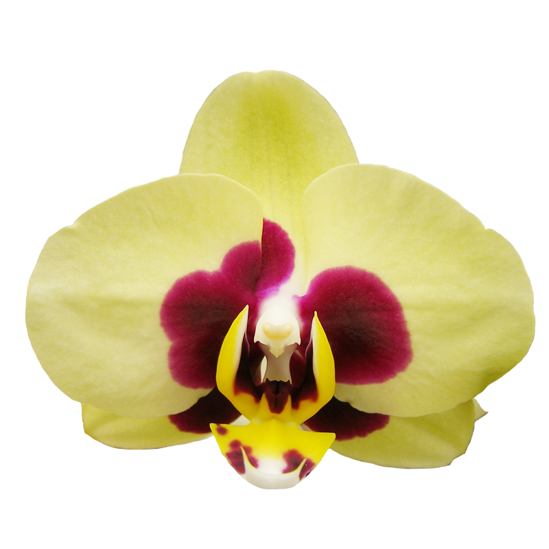 Phal. Chuen Yuan Panda