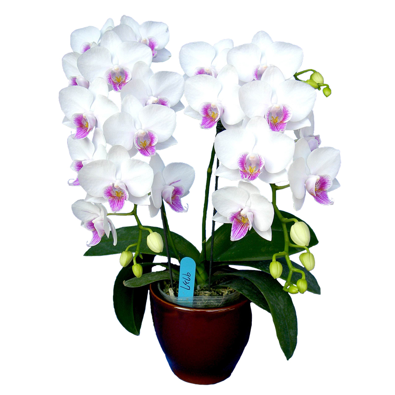 Phal. Younghome Ray