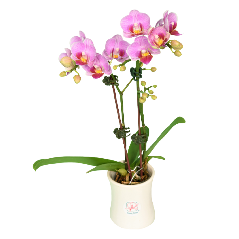 Phal. Younghome Pink Panther