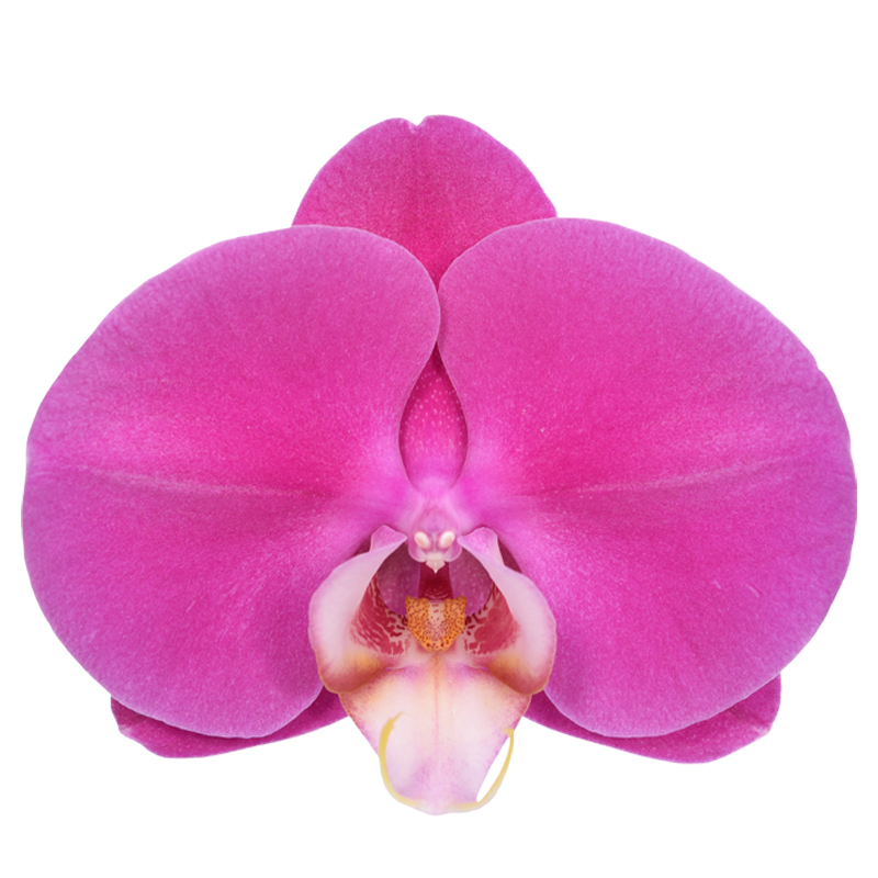 Phal. Younghome Marshmallow