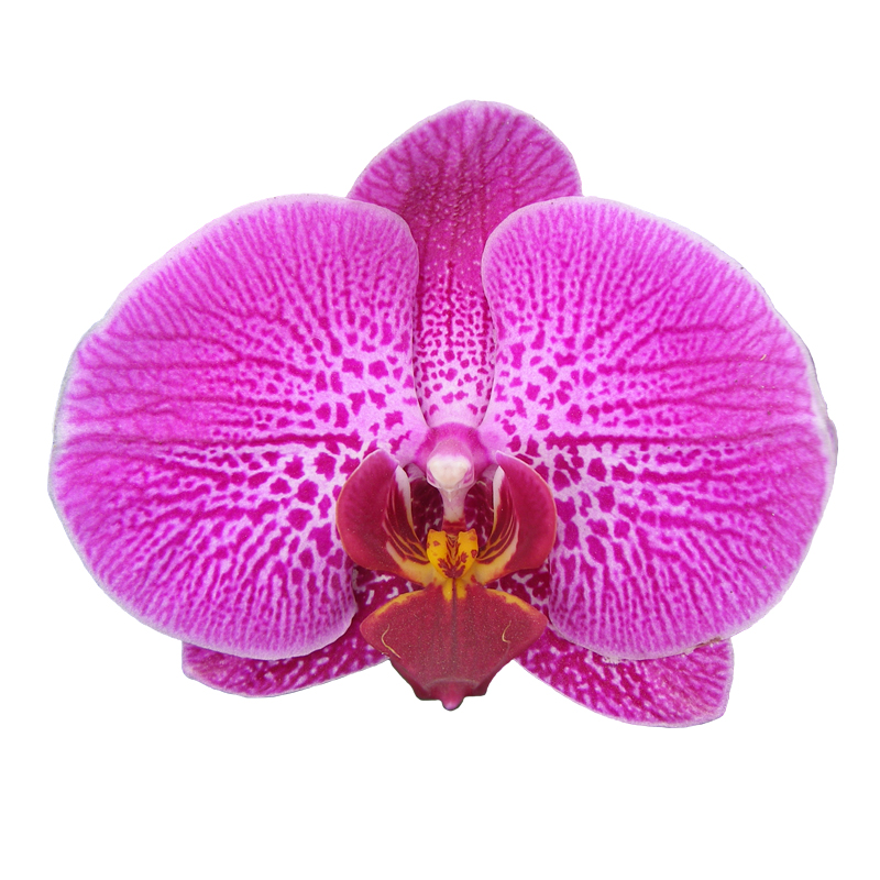 Phal. Lianher Red Apple(2E59)