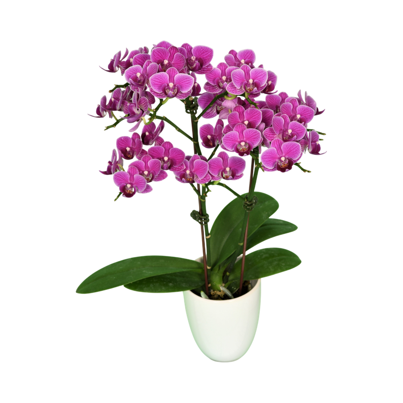 Phal. Younghome April
