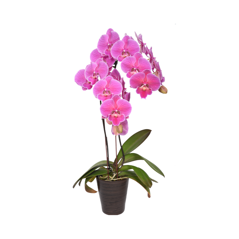 Phal. Lianher California