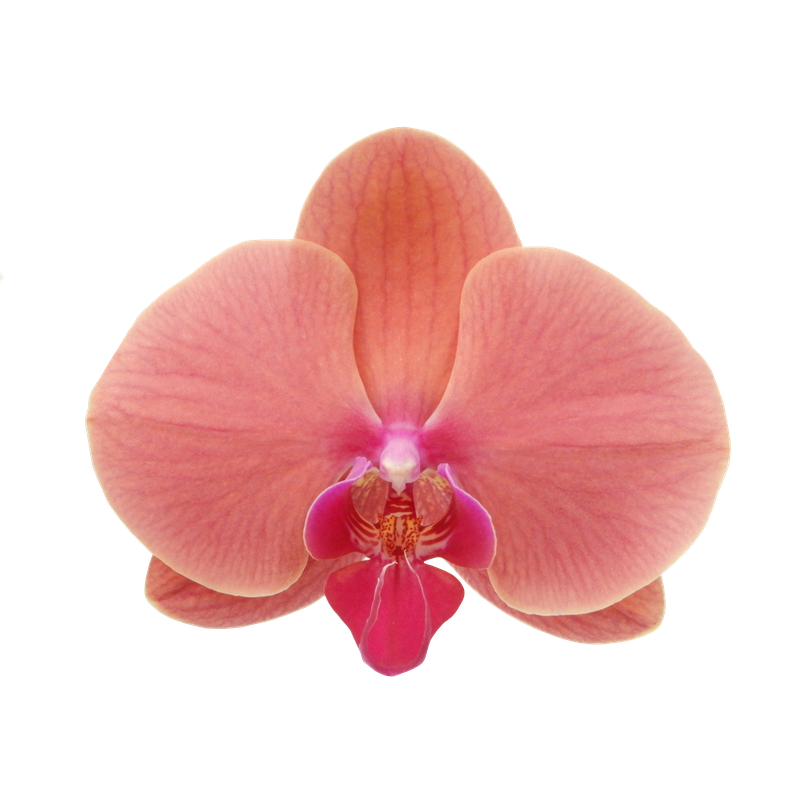 Phal. Younghome