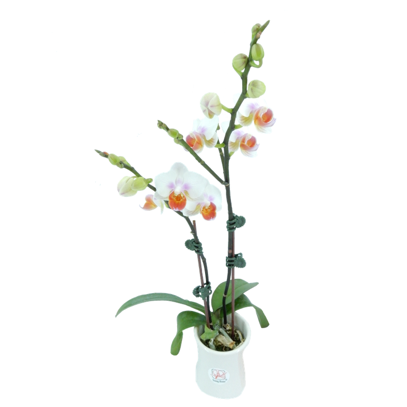 Phal. Younghome March