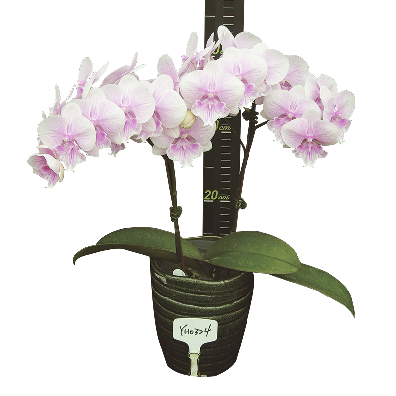 Phal. Younghome Pinying