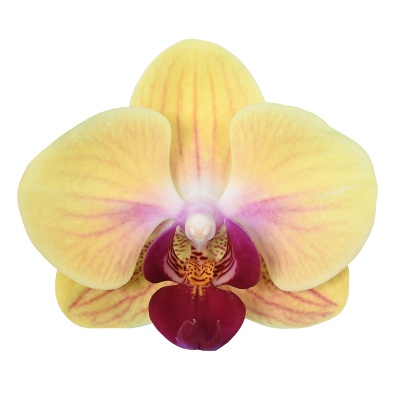 Phal. Younghome Sweety