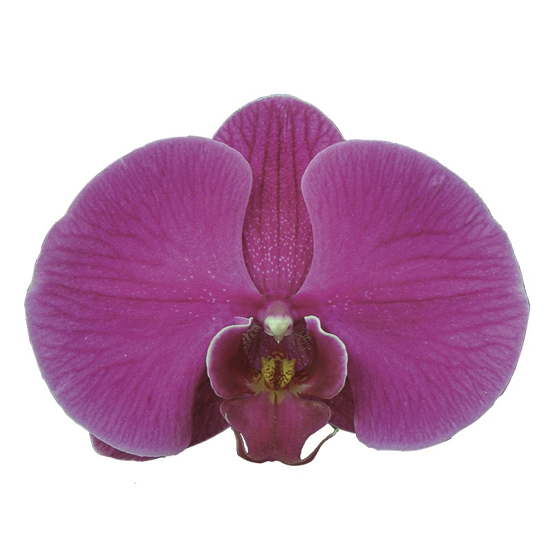 Phal. Charm Sun Big Red Robe