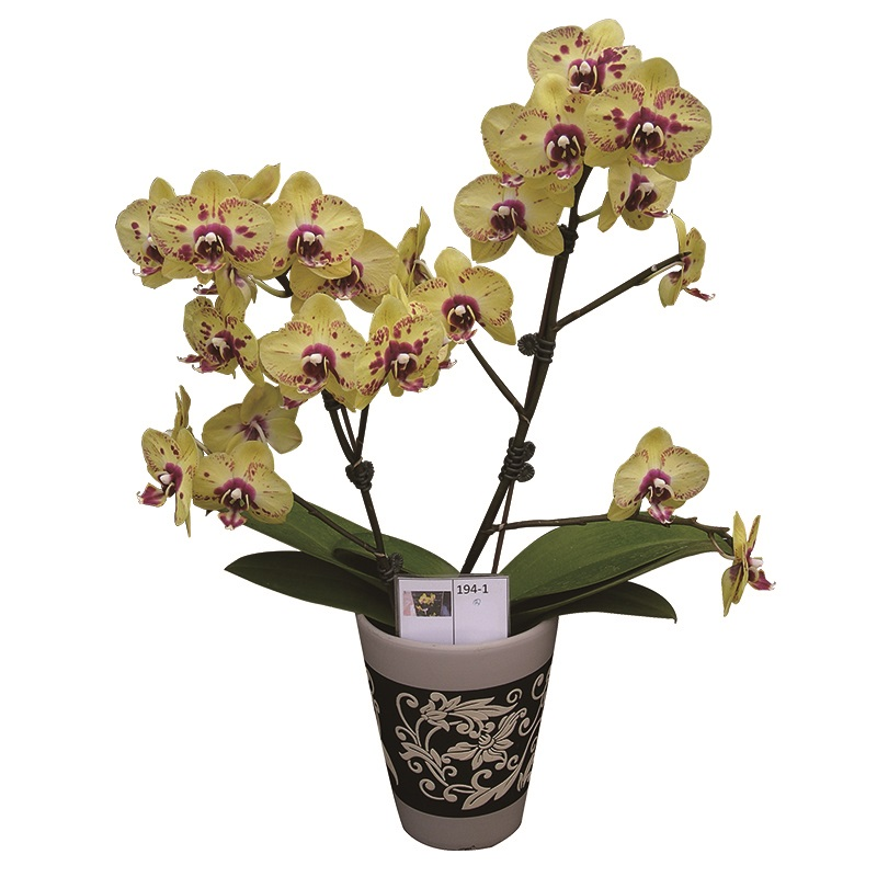 Phal. Lianher