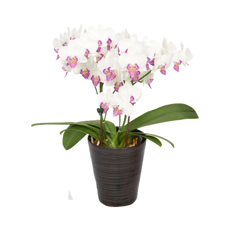 Phal. Younghome Snow Angel