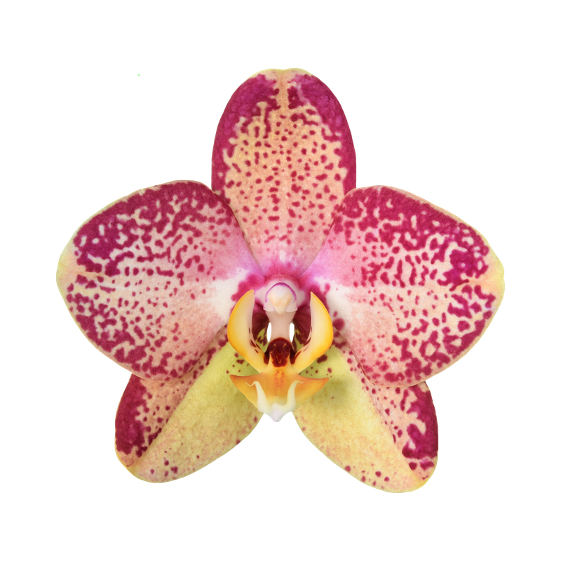Phal. Younghome Victory Star