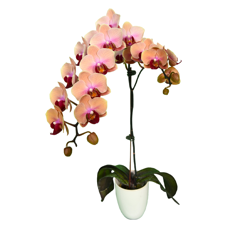 Phal. Younghome Sweety
