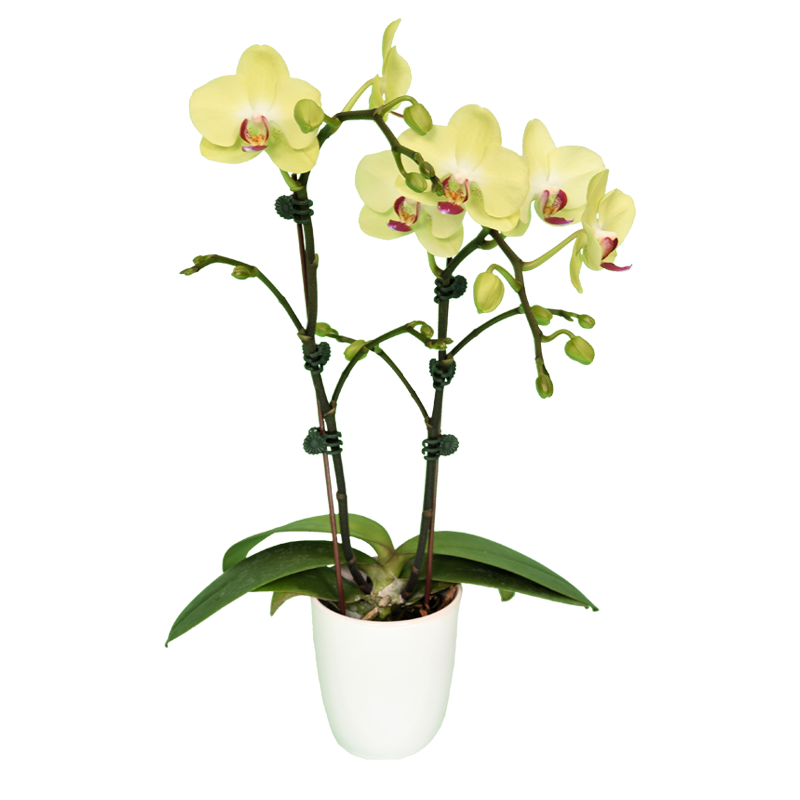 Phal. Fortune Saltzman