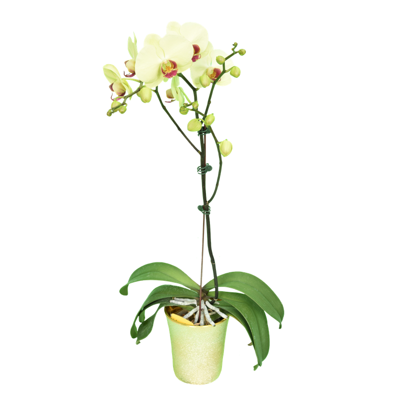 Phal. Younghome Kimono