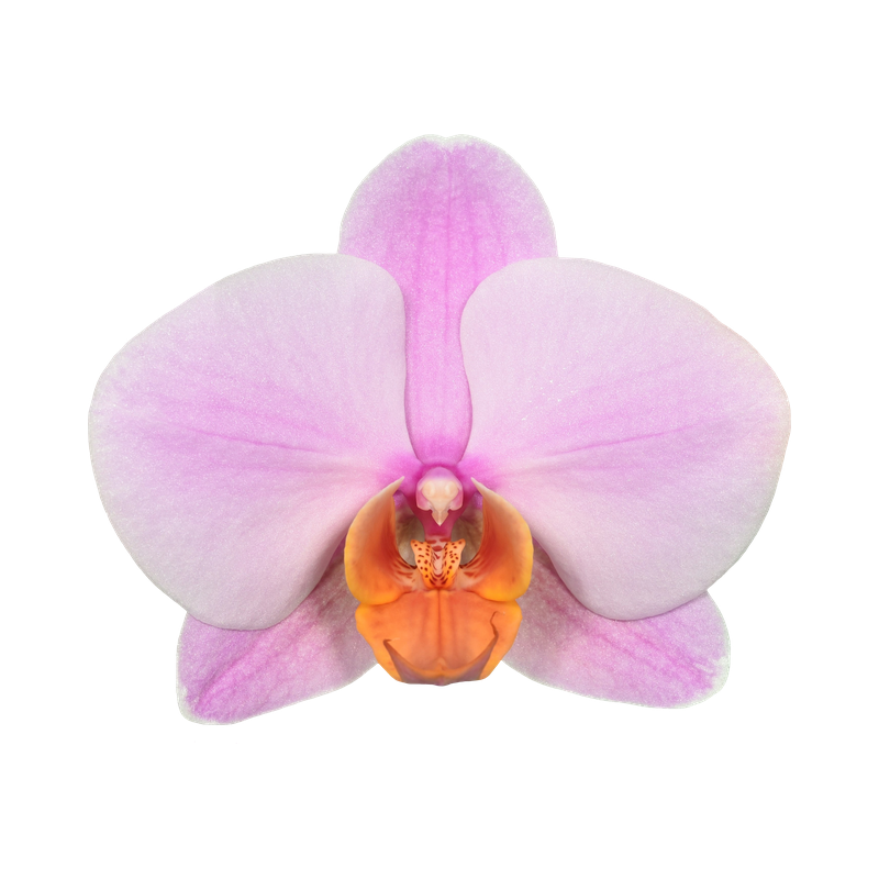Phal. Younghome Orange Cat
