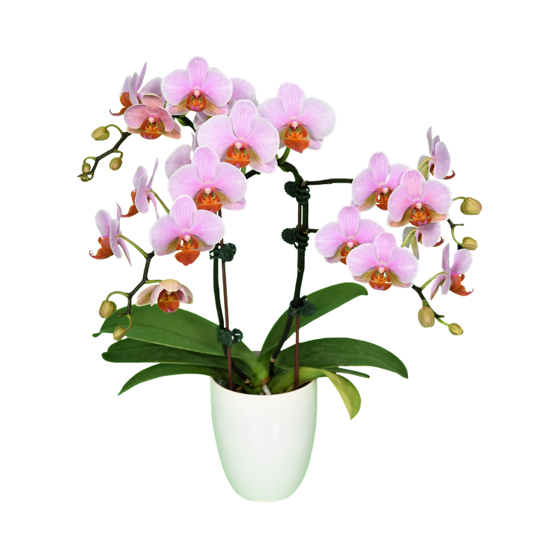 Phal. Younghome March