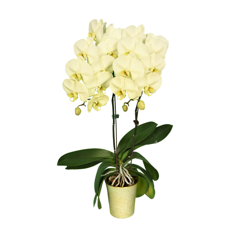 Phal. Younghome Big Panda