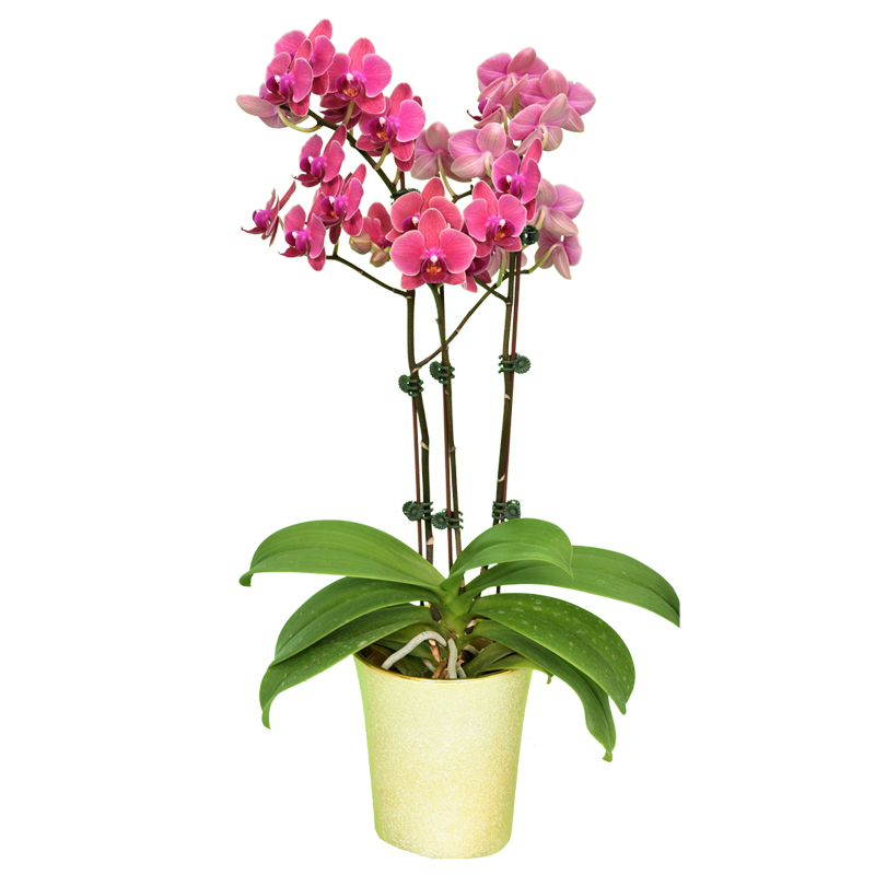 Phal. Younghome Bella