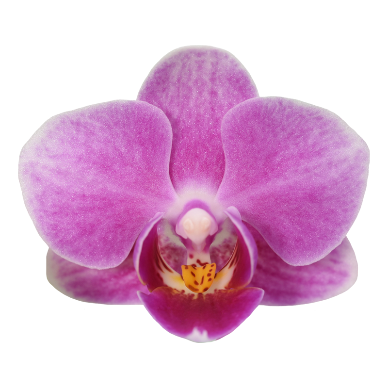 Phal. Younghome Chinese Baby