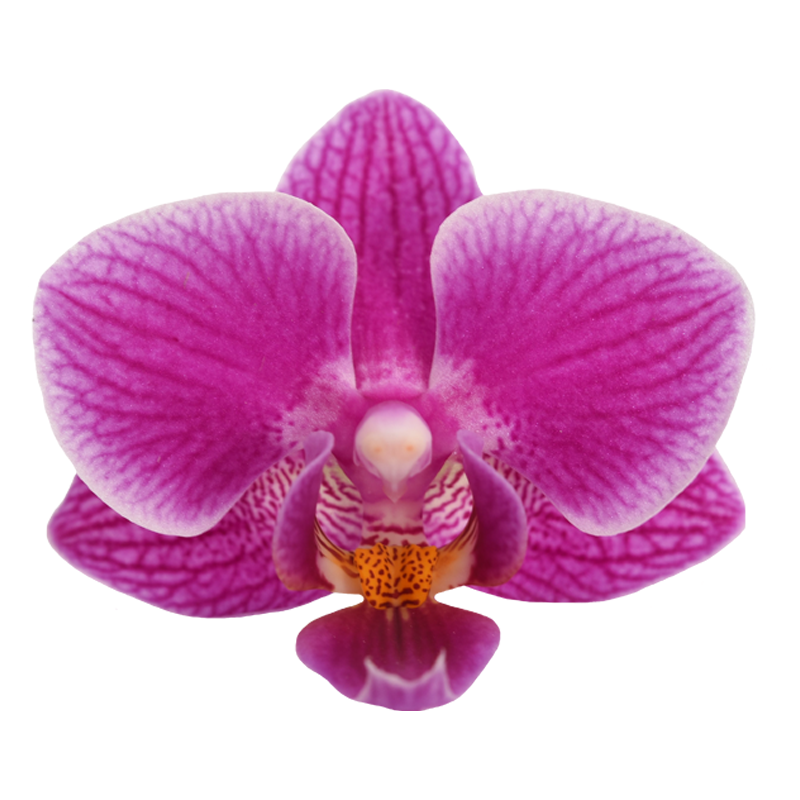 Phal. Younghome Pixie