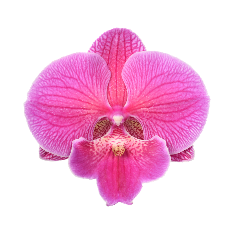 Phal. Lianher California