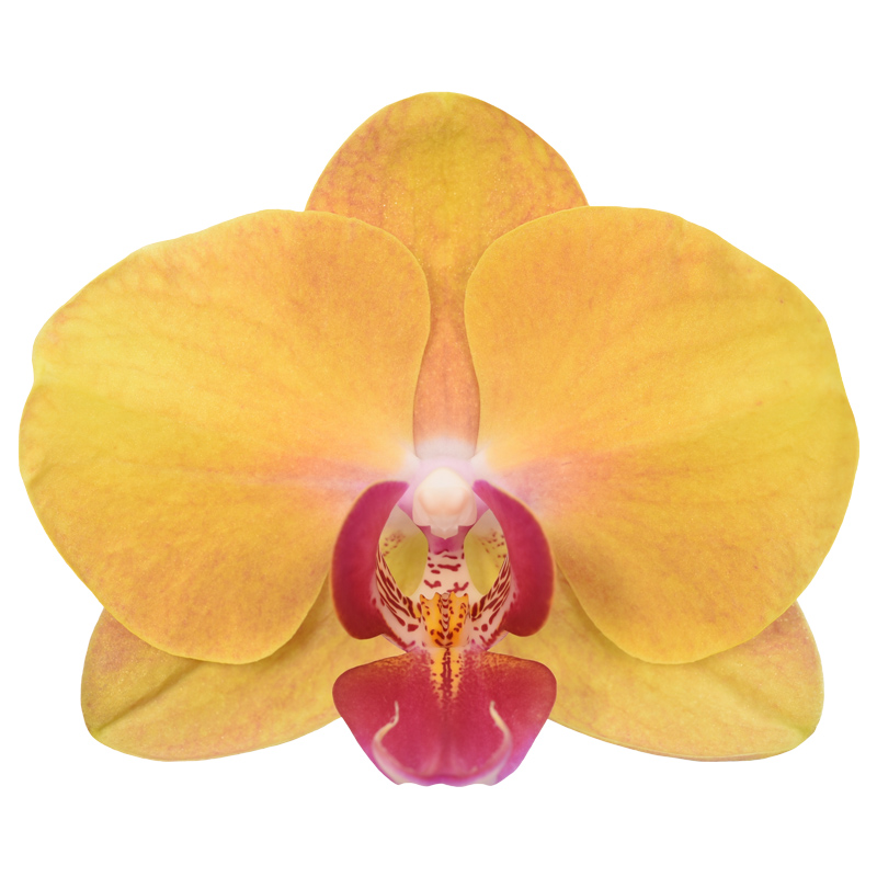 Phal. Younghome Septrmber