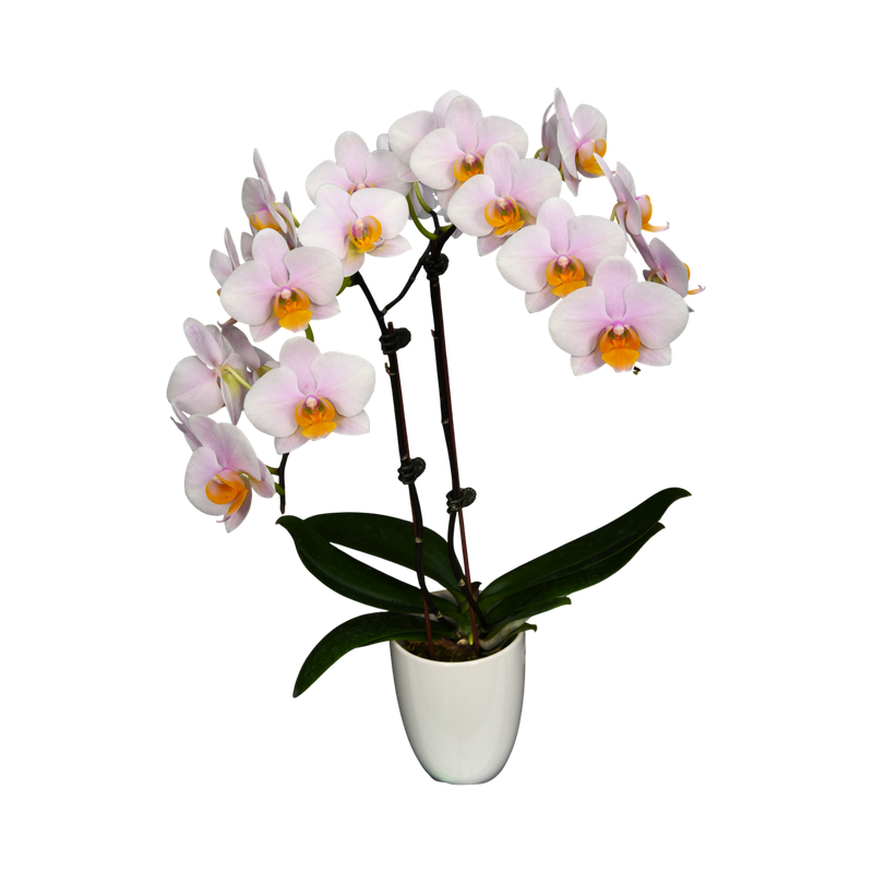 Phal. Younghome March