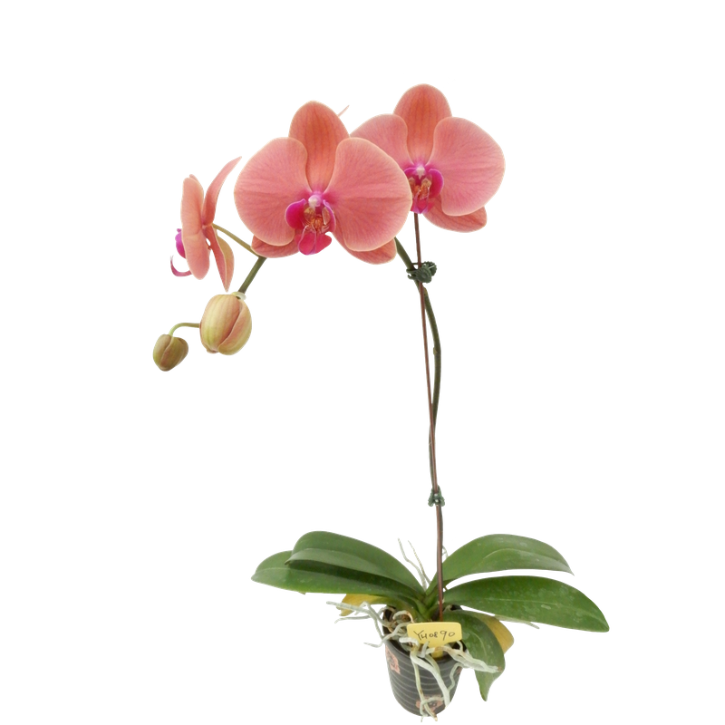 Phal. Younghome