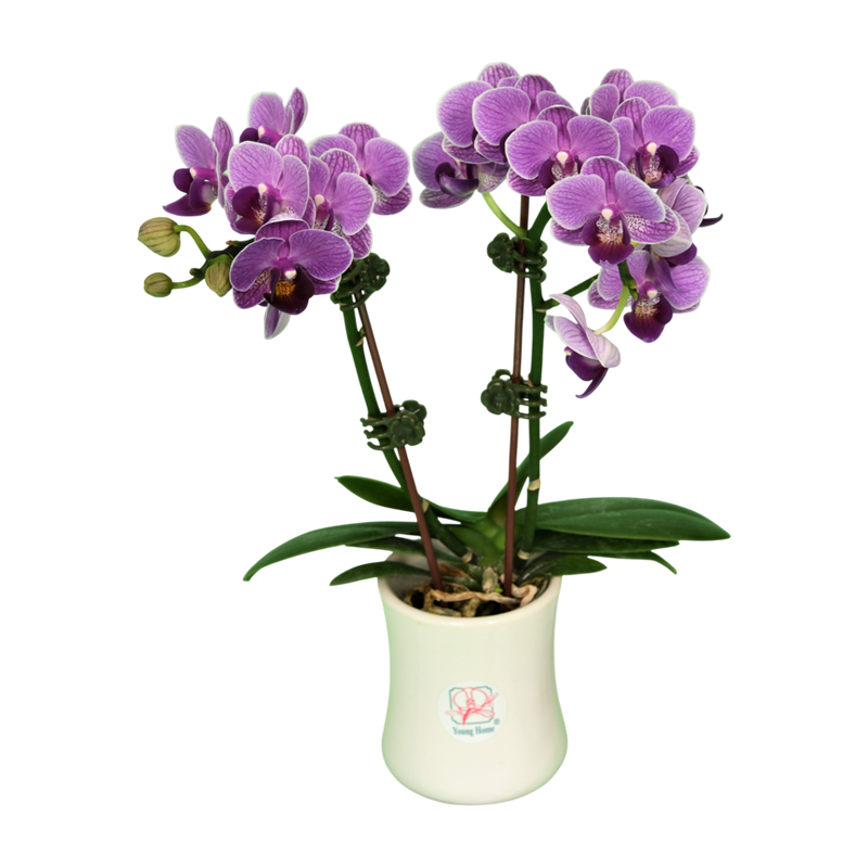 Phal. Younghome Taro Bobo
