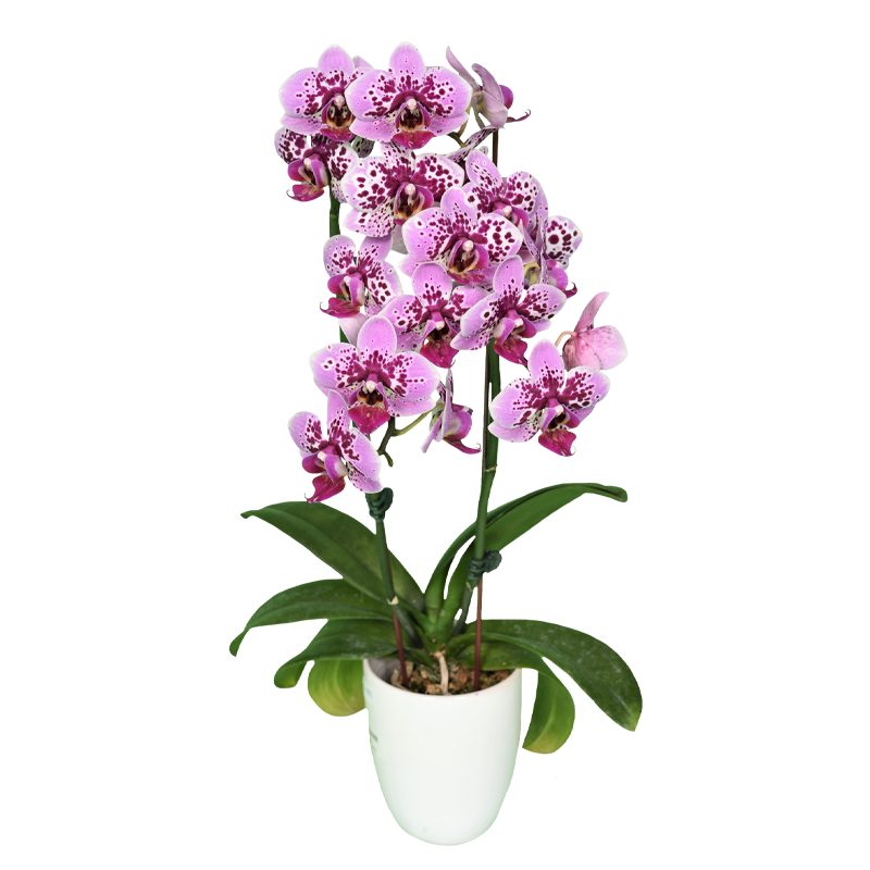 Phal. Younghome Hot Cocoa