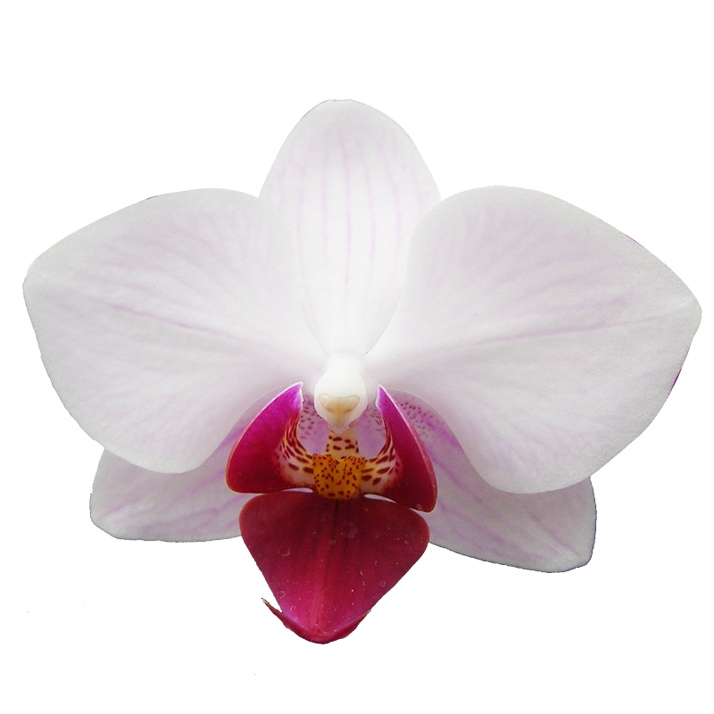 Phal. Little Gem Stripes