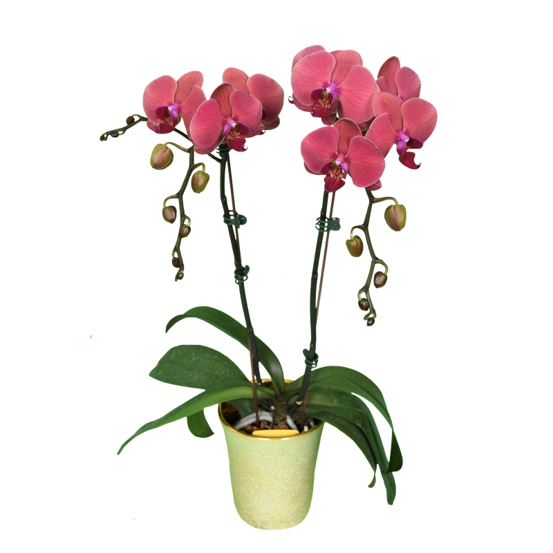Phal. Younghome