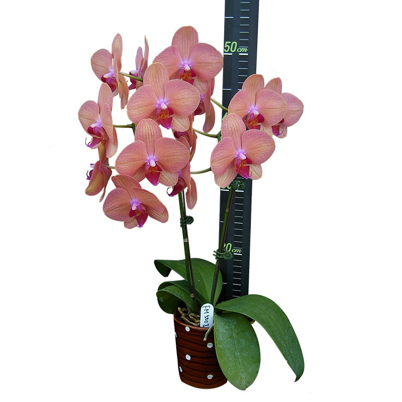 Phal. Fangmei A Hot ‘FM5008’