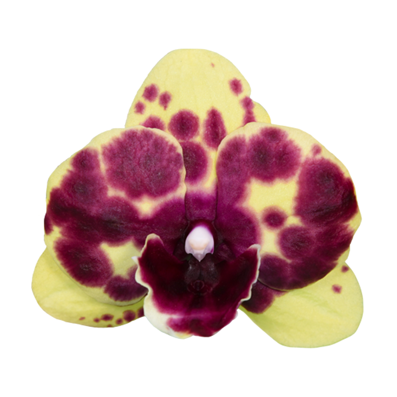 Phal. Younghome Golden Interesting