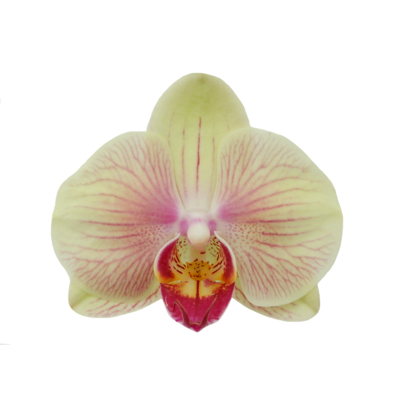 Phal. Younghome