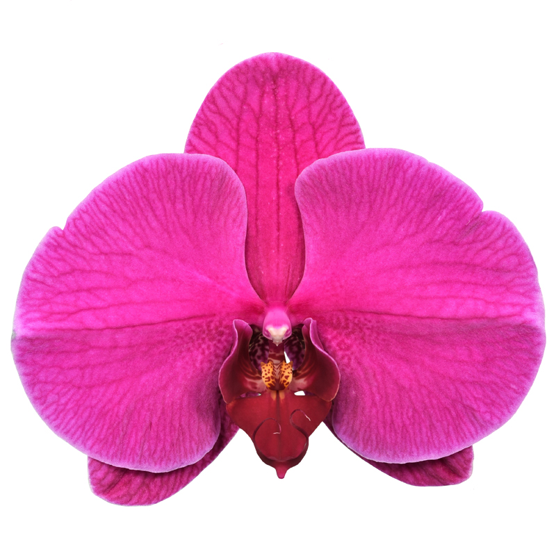 Phal. Lianher Rolex